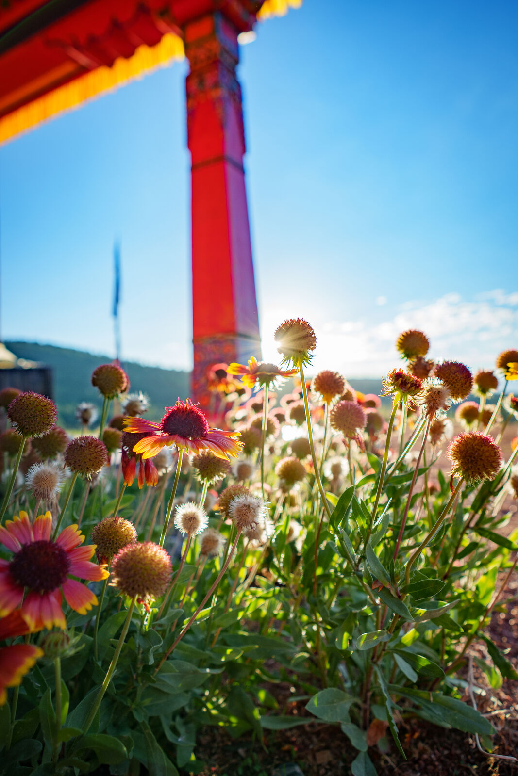 Planting a Gift That Grows